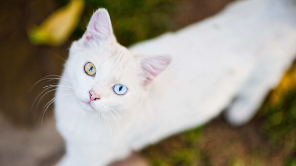 Raros, autênticos e cheios de personalidade. Eis as 5 raças mais raras de gatos do Mundo