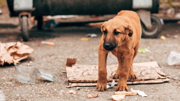 Três milhões de cães em risco: ONG desafiam Marrocos e FIFA antes do Mundial 2030
