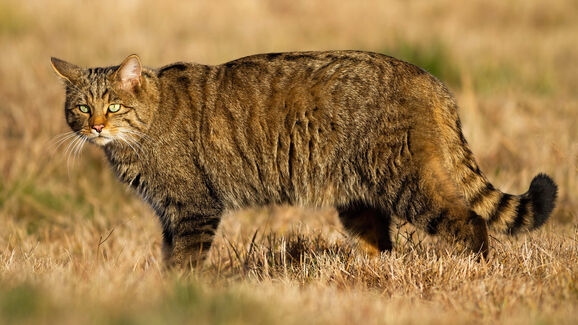 O regresso de um felino perdido! Projeto quer trazer gato-bravo de volta ao Reino Unido