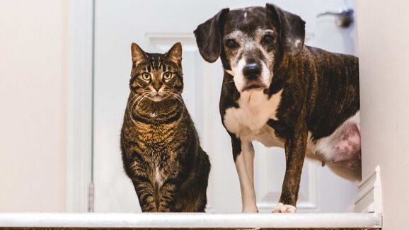 O seu cão ou gato foi esterilizado? Estes são os cuidados que deve ter em conta