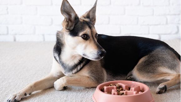 Inverno sem tédio! Descubra porque é que os brinquedos interativos fazem maravilhas