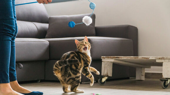 Menos tédio, mais bigodes felizes. Descubra como estimular o seu gato em casa