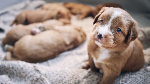Um perfume irresistível. Descubra porque o cheiro dos cachorrinhos é tão apelativo para os humanos