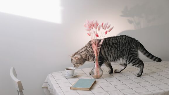 Patinhas traquinas. Afinal, porque é que os gatos adoram derrubar objetos? 