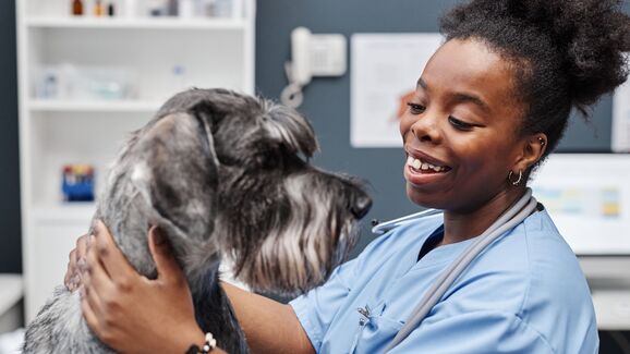 Coxeia (manca) de repente ou após esforço  Evita subir escadas ou saltar para o sofá/cama como antes  Chora ou rosna quando alguém toca numa determinada zona  Levanta-se com dificuldade ou parece “preso” quando se levanta  Podem ser problemas articulares (artrose, displasia), lesões musculares, problemas de coluna ou outras causas de dor.
