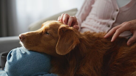 Cão recebe carinho enquanto se investiga se também sofrem de AVC