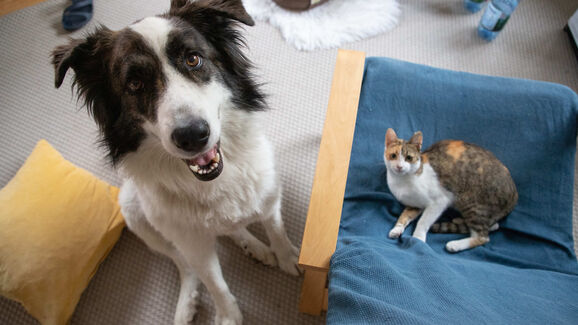 Registo eletrónico de animais ganha reforço de 300 mil euros no Orçamento de Estado