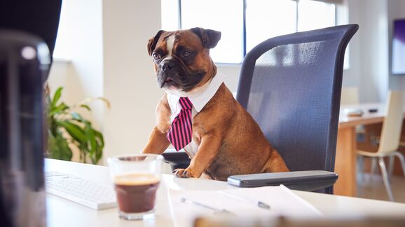 Do colo para a secretária. Conheça 5 empresas 'pet friendly' em Portugal
