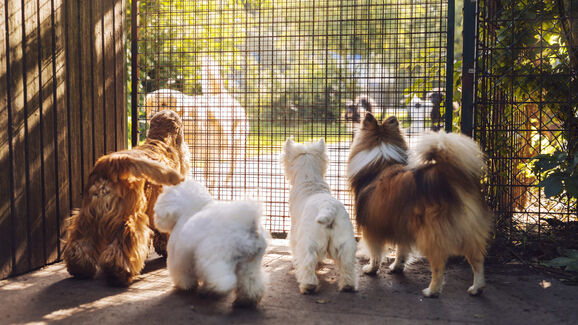 Vai para fora no Natal e Ano Novo? Temos 4 dicas para escolher o hotel certo para o seu animal