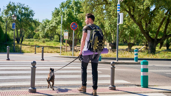 Mais um cão eletrocutado em Lisboa. Já é o 4.º só neste mês de novembro