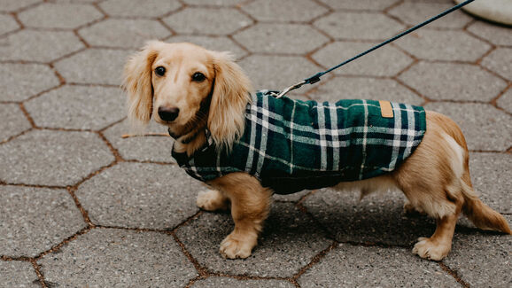 Moda ou proteção? Tudo sobre a roupa para cães e gatos no inverno