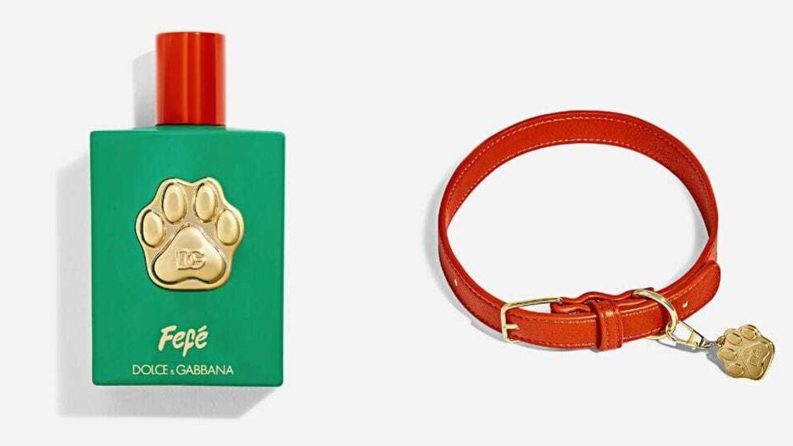 Dolce & Gabbana lançam Fefé, perfume sem álcool para cães, inspirado no poodle de Domenico Dolce