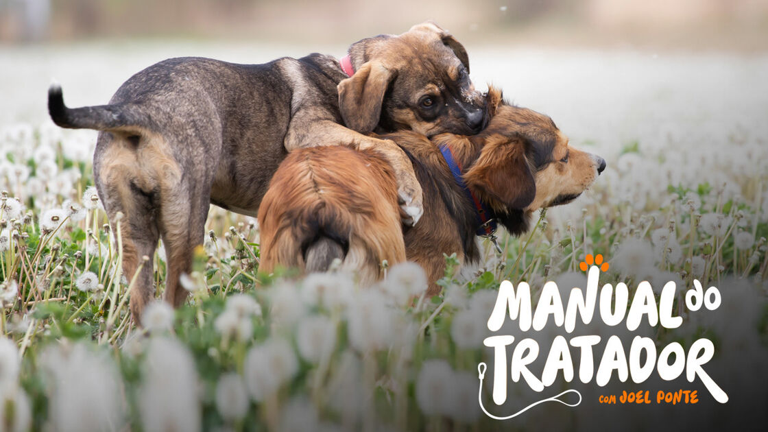 O seu cão está na fase de 