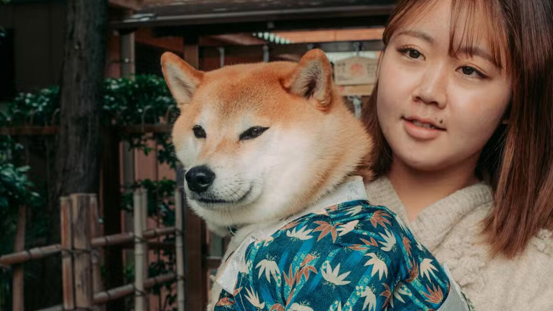 Cães em quimono celebram festival japonês reinventado para os animais de estimação