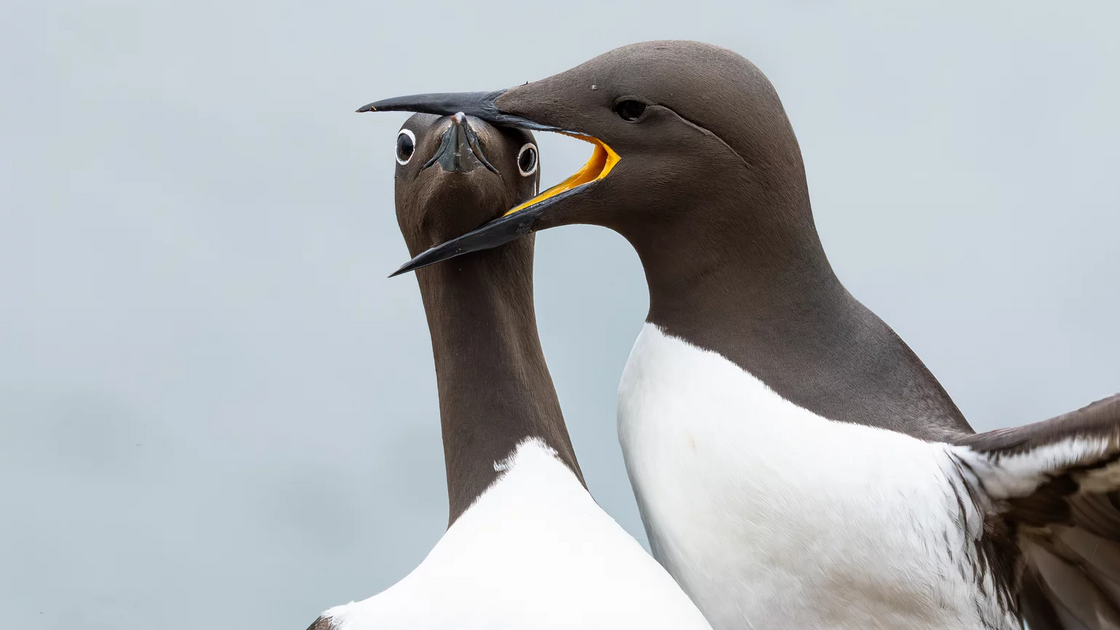 ThinkTANK Birds Award - Warren Price (UK) com “Headlock”