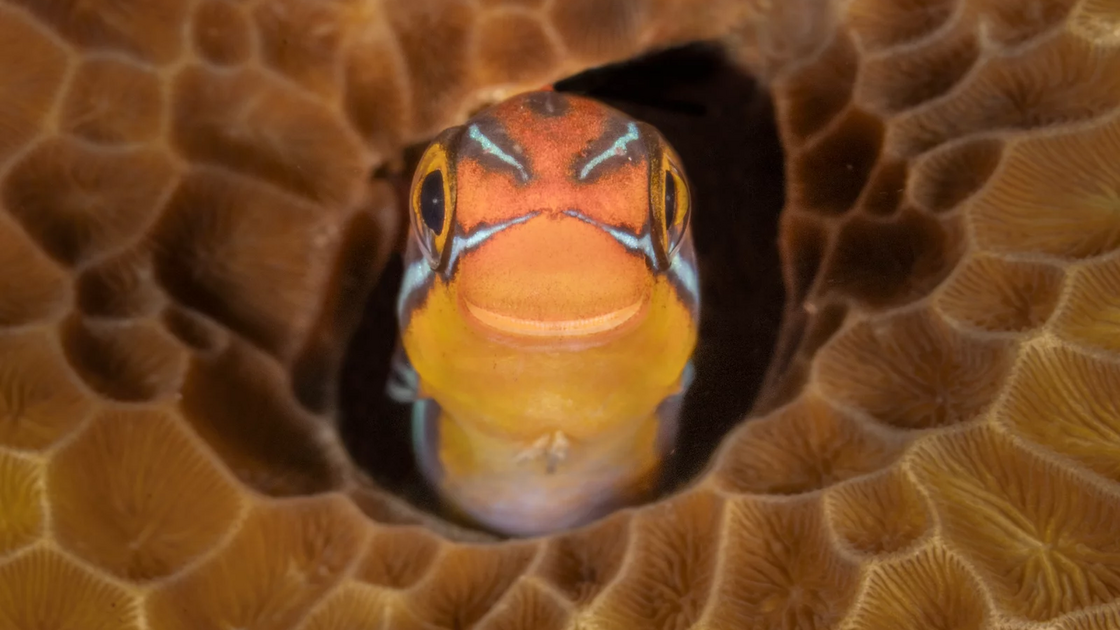 Prémio Peixes e Outras Espécies Aquáticas - Jenny Stock (UK) com “Smiley”