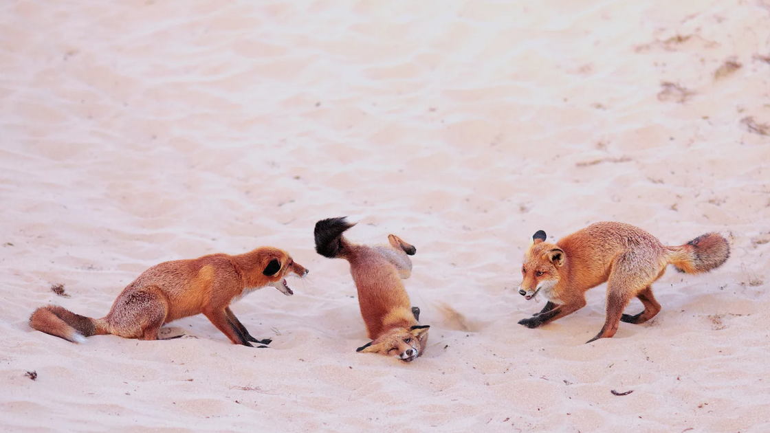 Jovem Fotógrafo Nikon (Sub-25) - Paula Rustemeier (Alemanha) com “Foxes in a breakdance battle”