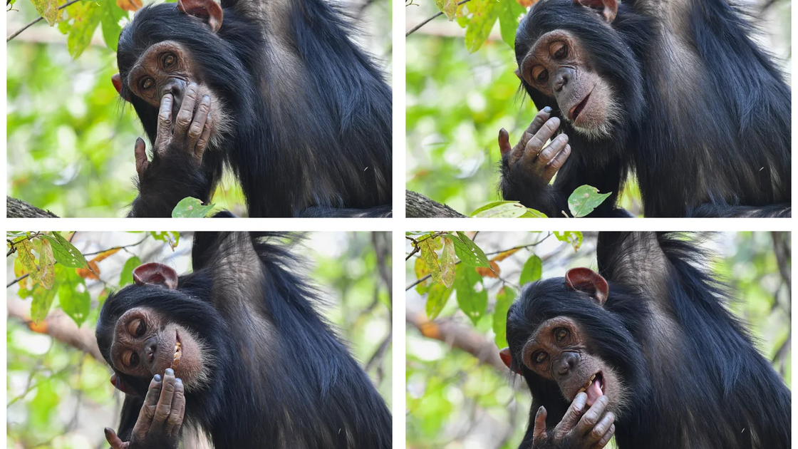 Prémio Portfólio Digital Fantástico -Maggie Hoffman (EUA) com “Digging for Gold”