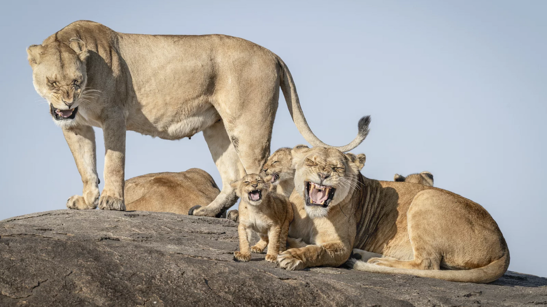 Bret Saalwaechter (EUA) com “I just cant wait to be king”