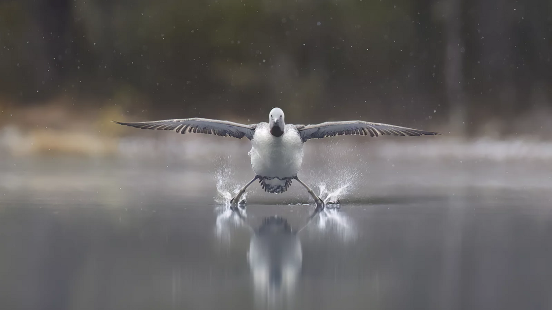 Erkko Badermann (Finlândia) com 