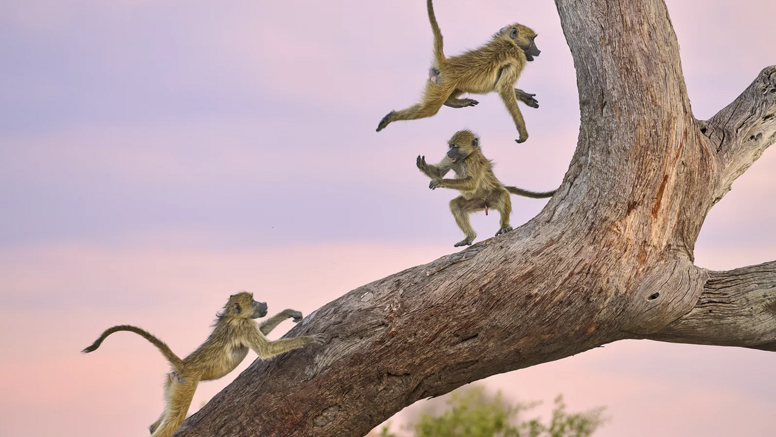 Kalin Botev (Bulgária) com “Monkey Circus”