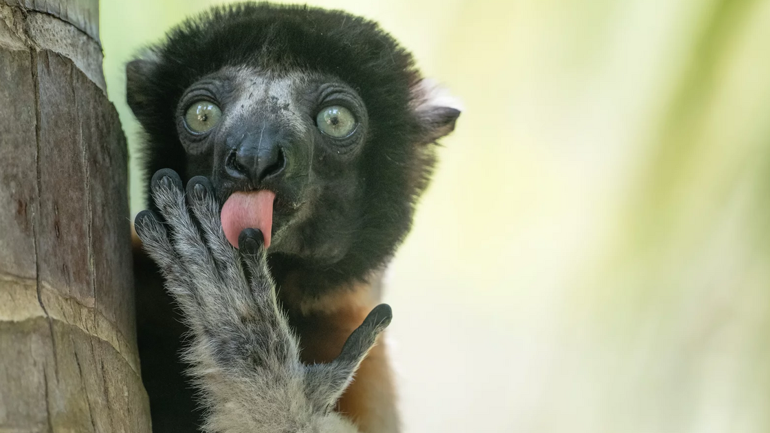 Liliana Luca (Itália) com “Fonzies advertising”