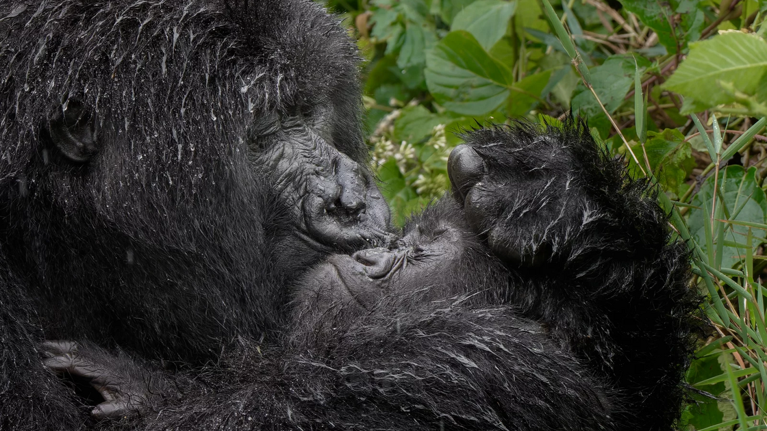 Mark Meth Cohn (UK) com “Aaaaawa - mum”
