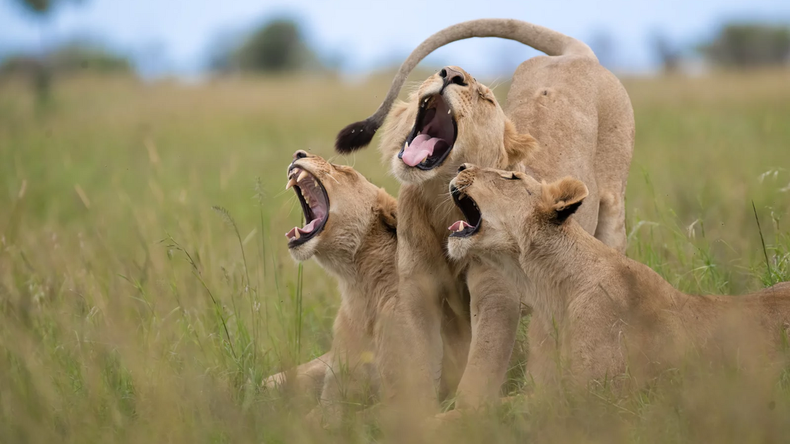 Meline Ellwanger (EUA) com “The choir”