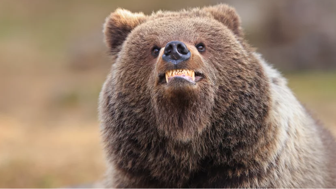 Valtteri Mulkahainen (Finlândia) com “Smile - you're being photographed ”