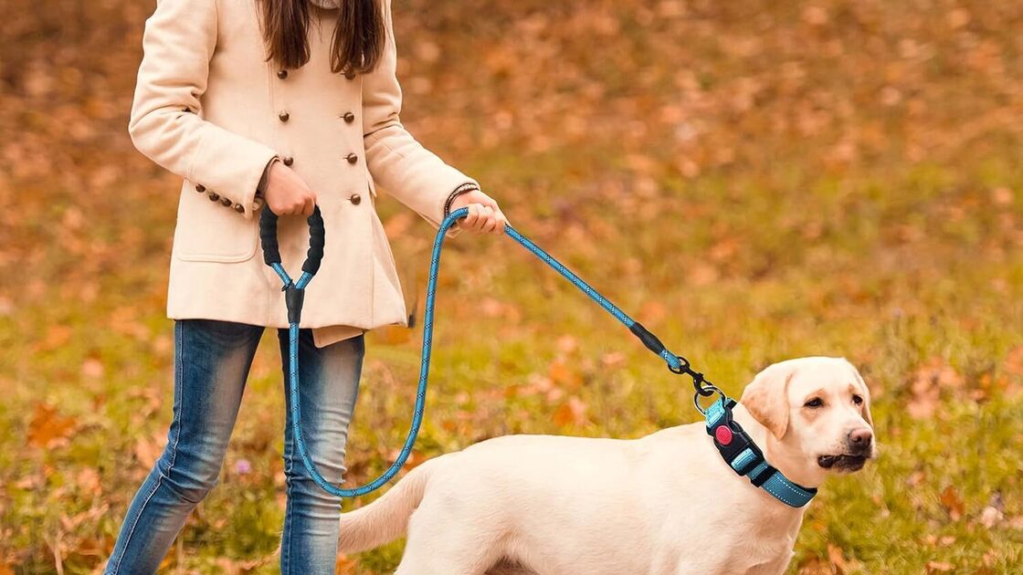 Mulher passeia com o cão num parque com folhas de outono.
