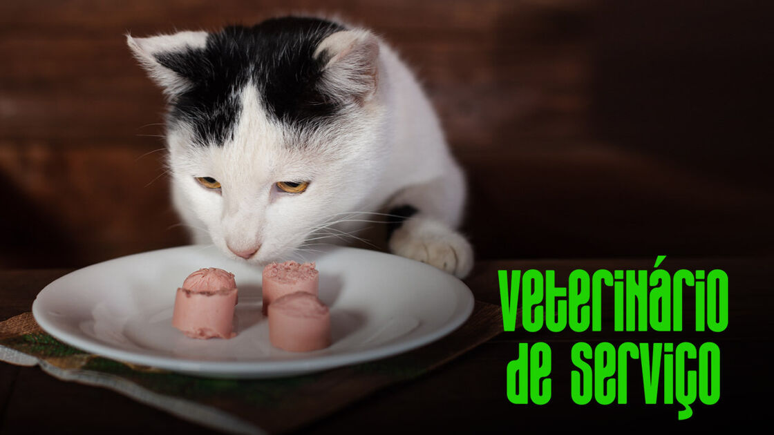 Tem um cão? Não lhe dê nenhum destes alimentos!