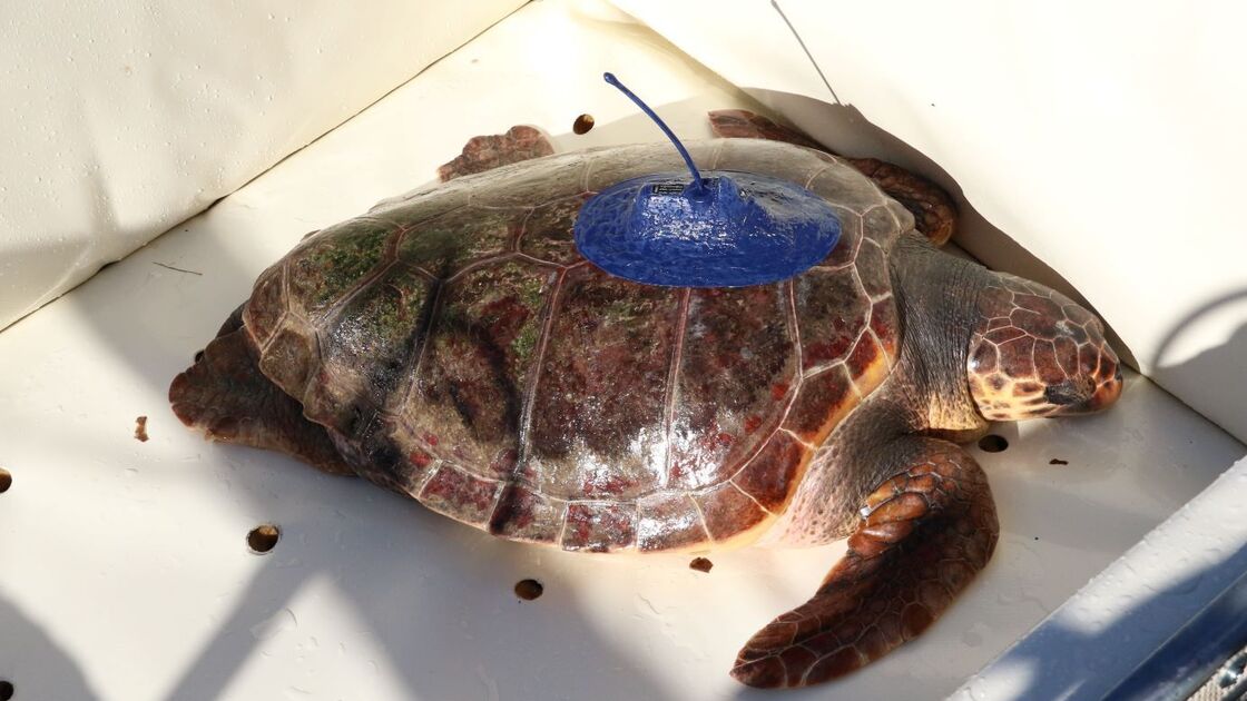 Tartaruga Salina reabilitada no Zoomarine percorre 9 mil km do Guadiana ao Mediterrâneo