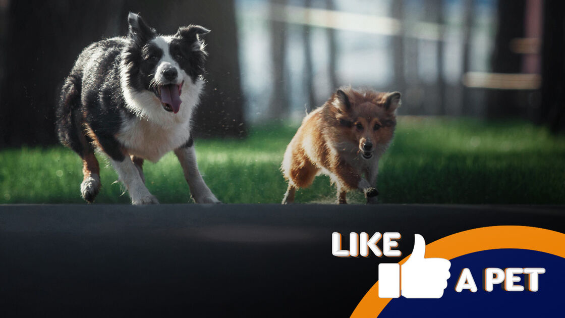 Missão impossível! Estes animais acham que são verdadeiros agentes secretos