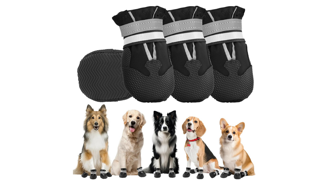 Botas protegem patas de cães do calor, frio e superfícies agrestes