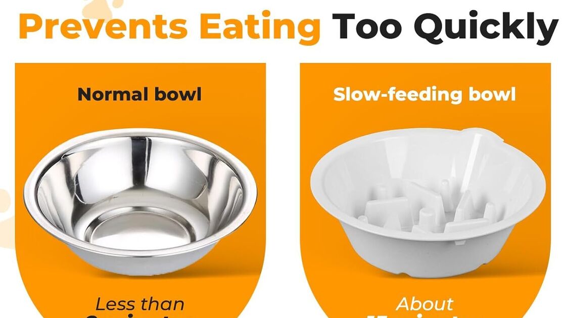 Tigelas especiais para cães que comem rápido demais prevenindo engasgos, obesidade e problemas digestivos