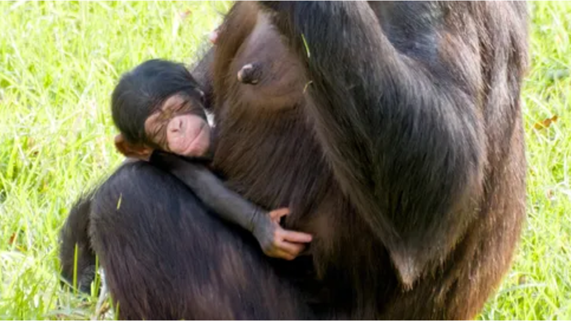 Chimpanzé bebé, filho de Gabi e neto de Gugu, nasce no Jardim Zoológico de Lisboa