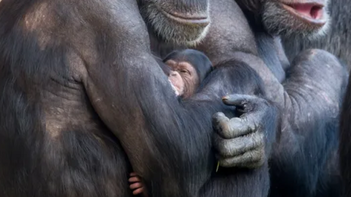 Chimpanzé bebé junta-se à família no Jardim Zoológico de Lisboa, um presente de Natal especial