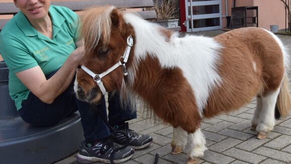 Pumuckel, o menor cavalo do mundo, que faz terapia e tem um gato como melhor amigo