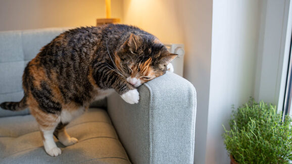 Gatos vs. sofás: 3 estratégias para acabar com esta batalha