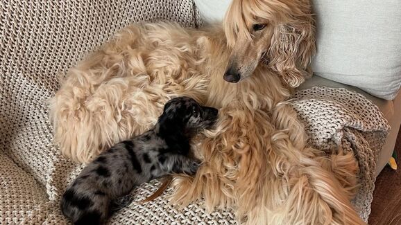 Galgo afegão foge de Dachshund e vídeo viraliza entre internautas