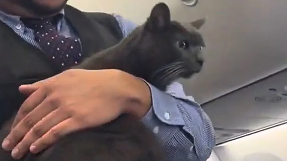 De passageiro a estrela das redes sociais! Gato 