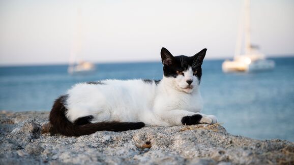 Quer mudar de vida? Um santuário na Grécia procura um cuidador para 55 gatos com alojamento incluído