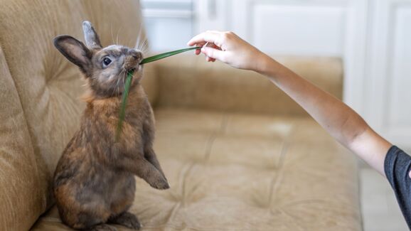 Menos tédio, melhor saúde oral. Descubra porque é que o seu roedor precisa de brinquedos para mastigar