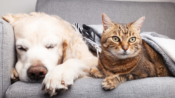 Quando o frio aperta, os nossos pets também sentem. Mas temos uma ideia que vai deixá-los mais confortáveis e quentinhos!
