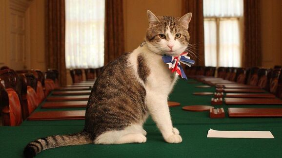 Nem Starmer, nem Zelensky: em Downing Street, a estrela voltou a ser o gato Larry