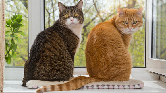 Os gatos são mais faladores com homens? Um novo estudo sugere que sim