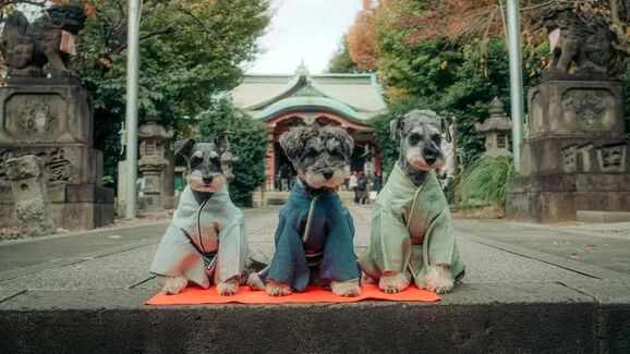 Celebração de quatro patas! Festival tradicional japonês é reinventado para cães em quimono