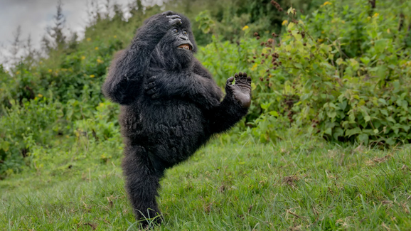 “High Five” de Mark Meth Cohn (UK) foi a foto vencedora