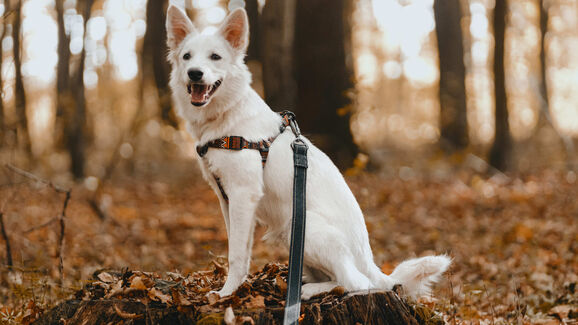 Trilhos, trelas e muitas patas. A cão-minhada está de volta a Oeiras! 