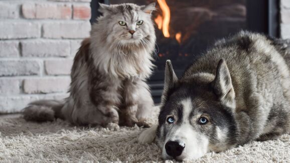 Pele seca, comichão e pelo baço. Como é que o inverno afeta os nossos cães e gatos